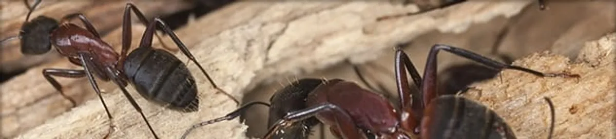 Close-up of ants on wood showing an active ant infestation in St Paul, MN