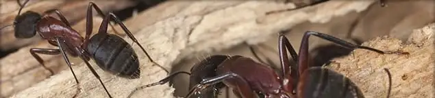 Close-up of ants on wood showing an active ant infestation in St Paul, MN