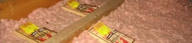 Mouse traps placed in an attic for rodent control in St Paul, MN