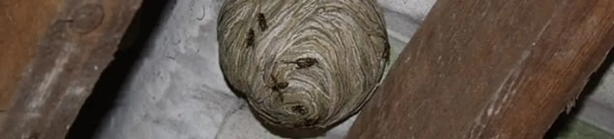 Wasp nest in an attic space, a common home infestation risk in St Paul, MN