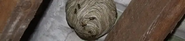 Wasp nest in an attic space, a common home infestation risk in St Paul, MN