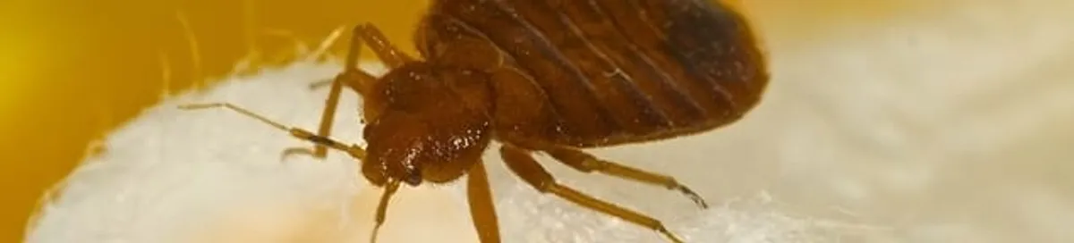 Close-up of a bed bug, a sign of an active infestation in St Paul, MN