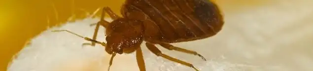 Close-up of a bed bug, a sign of an active infestation in St Paul, MN
