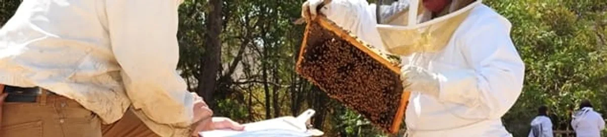 Bee removal specialists relocating a hive and honeycomb safely in St Paul, MN