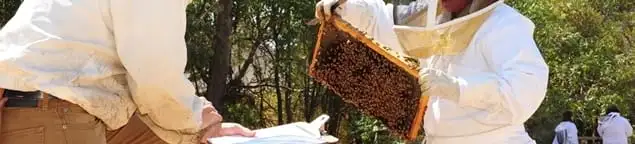 Bee removal specialists relocating a hive and honeycomb safely in St Paul, MN