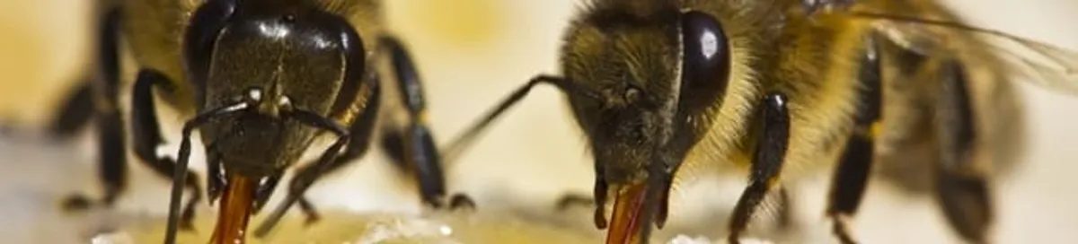 Close-up of honey bees, a sign of a nearby hive in St Paul, MN