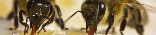 Close-up of honey bees, a sign of a nearby hive in St Paul, MN