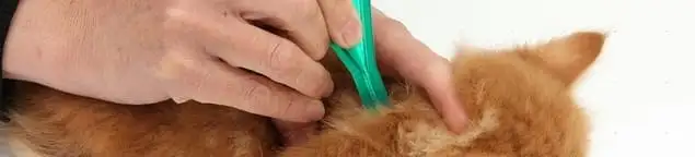 Flea treatment for pets using a flea comb, a sign of flea problems in St Paul, MN