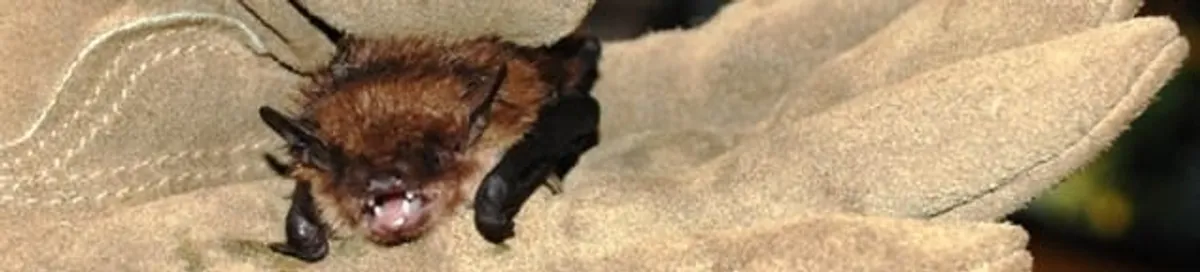 Bat removal specialist holding a bat safely during humane exclusion in St Paul, MN