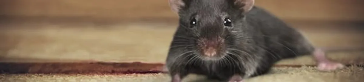 Mouse indoors, a common sign of a rodent infestation in St Paul, MN