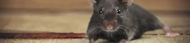 Mouse indoors, a common sign of a rodent infestation in St Paul, MN