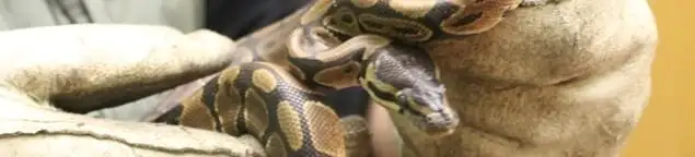 Snake removal specialist safely handling a snake with protective gloves in St Paul, MN