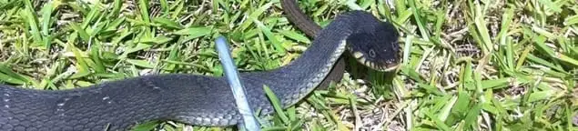 Snake in a yard, a common sign of a snake problem near a home in St Paul, MN