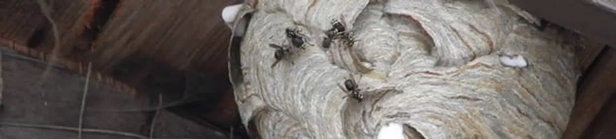 Close-up of a wasp nest with active wasps, a sign of an infestation in St Paul, MN