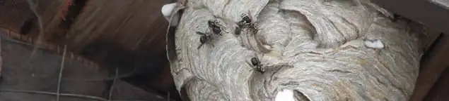 Close-up of a wasp nest with active wasps, a sign of an infestation in St Paul, MN